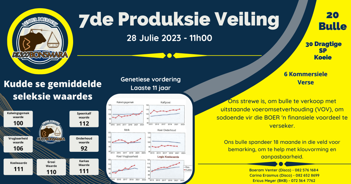 disco bonsmara Stoet bulle veiling 2023