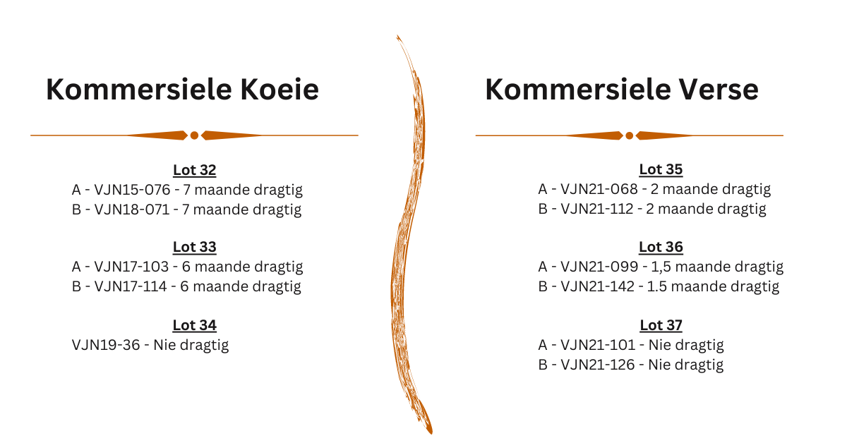 Kommersiele lotte Koeie 2023